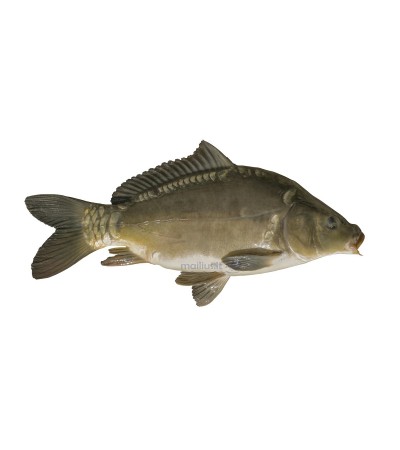 EKO Karpis, 350-450g (mix.: veidrodinis ir žvynuotas), (≈2-3 vnt./kg) / dvimetis / LT-EKO-001