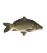 EKO Karpis, 350-450g (mix.: veidrodinis ir žvynuotas), (≈2-3 vnt./kg) / dvimetis / LT-EKO-001