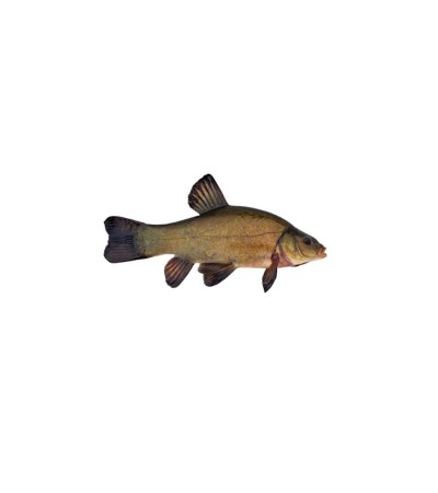 EKO Lynas, 350-1000g (≈2-3 vnt./kg) / reproduktoriai / LT-EKO-001