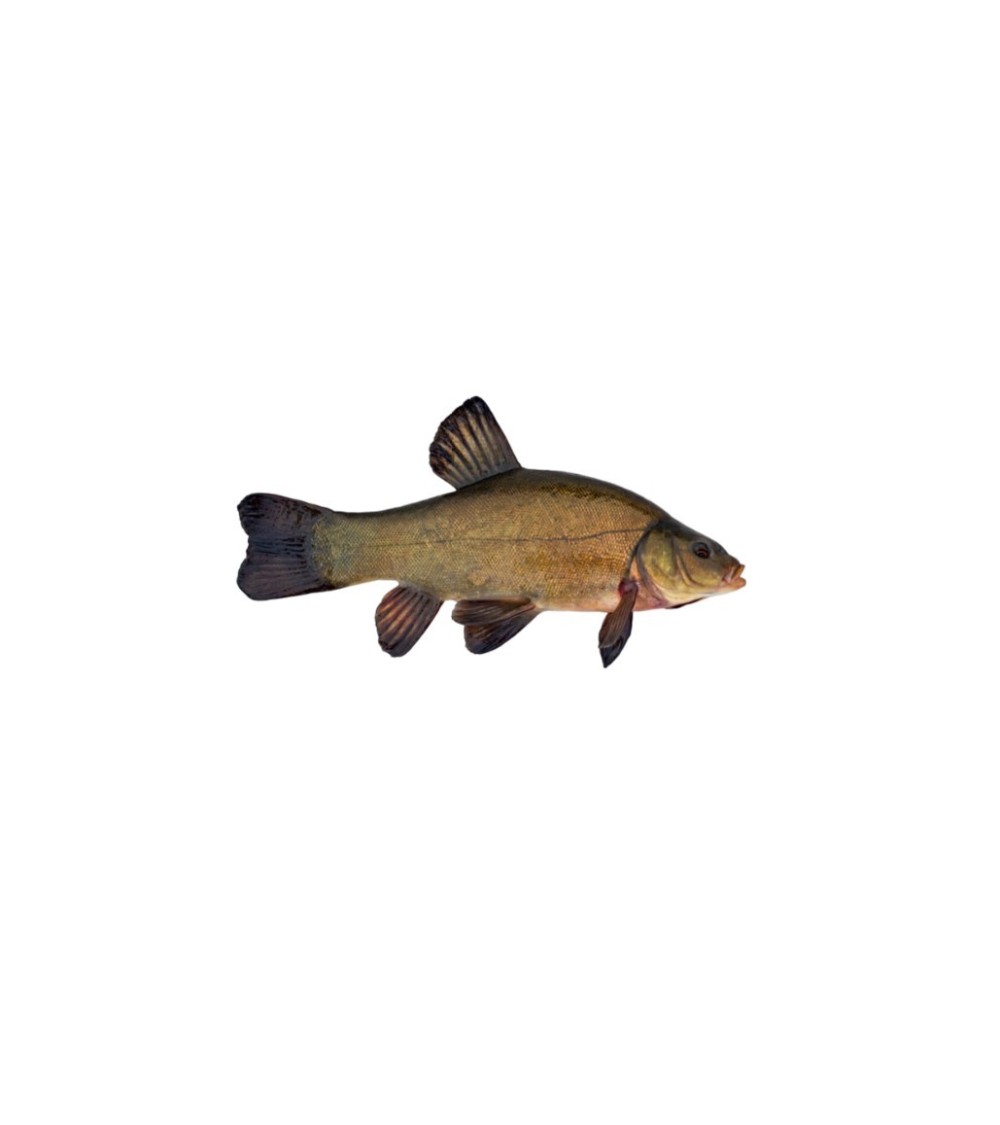 EKO Lynas, 350-1000g (≈2-3 vnt./kg) / reproduktoriai / LT-EKO-001