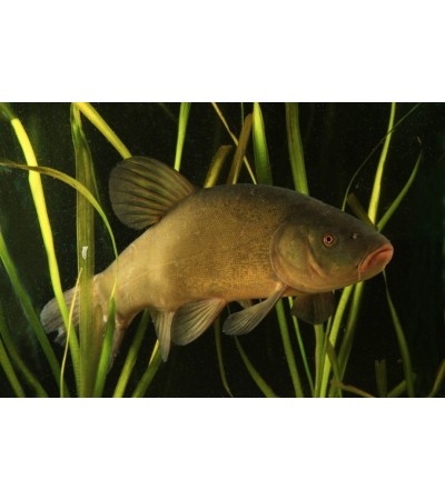 EKO Lynas, 350-1000g (≈2-3 vnt./kg) / reproduktoriai / LT-EKO-001