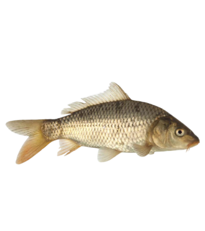 EKO Karpis, 20-40g (žvynuotas), (≈30 vnt./kg) / metinukas / LT-EKO-001