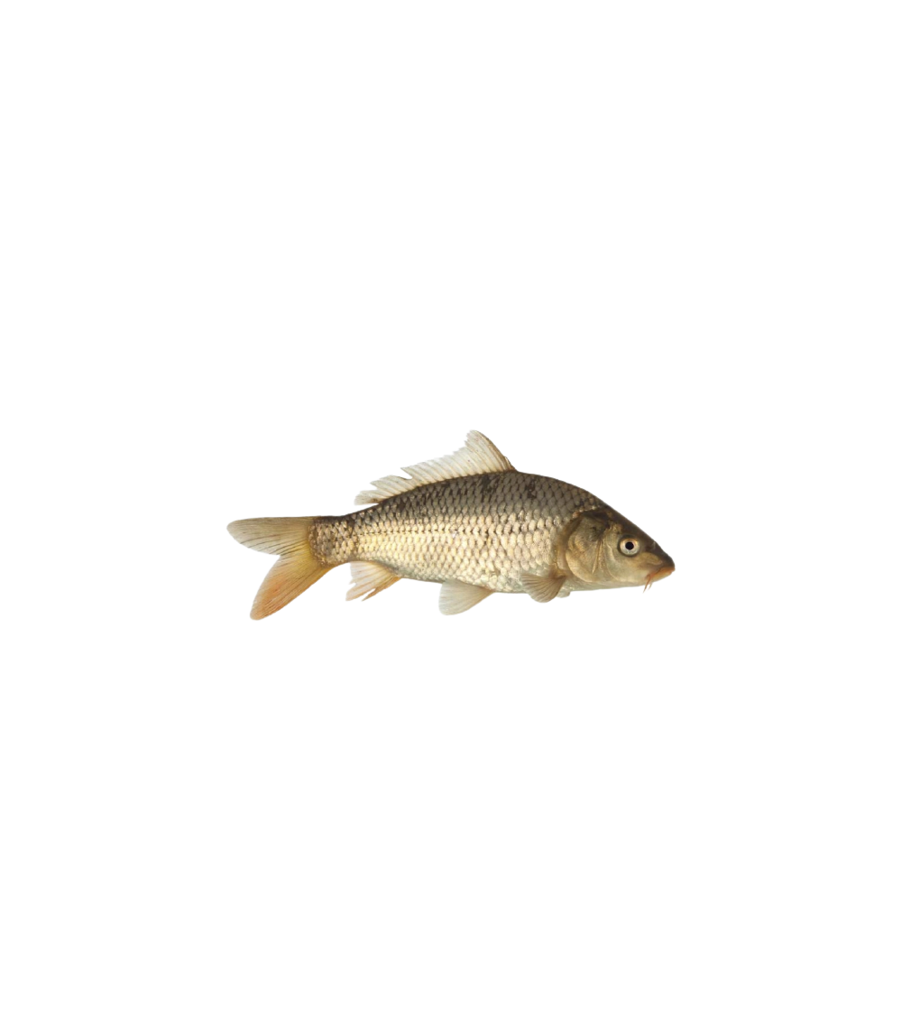 EKO Karpis, 20-40g (žvynuotas), (≈30 vnt./kg) / metinukas / LT-EKO-001