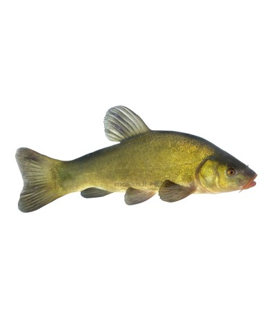 EKO Lynas, 25-50g (≈30 vnt./kg) / įvairiaamžiai / LT-EKO-001