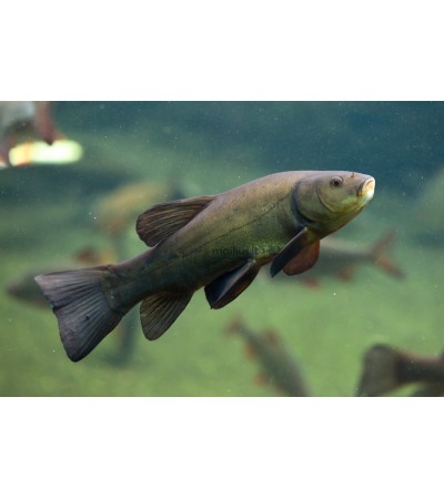 EKO Lynas, 25-50g (≈30 vnt./kg) / įvairiaamžiai / LT-EKO-001