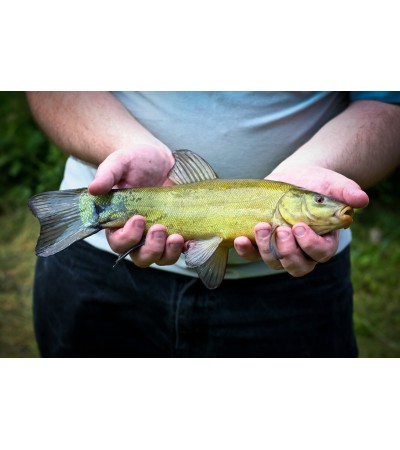 EKO Lynas, 350-1000g (≈2-3 vnt./kg) / reproduktoriai / LT-EKO-001