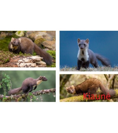 Gyvagaudžiai spąstai audinei, kiaunei, šeškui ir katinui (82x17x20)