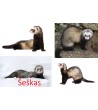 Gyvagaudžiai spąstai audinei, kiaunei, šeškui ir katinui (82x17x20)