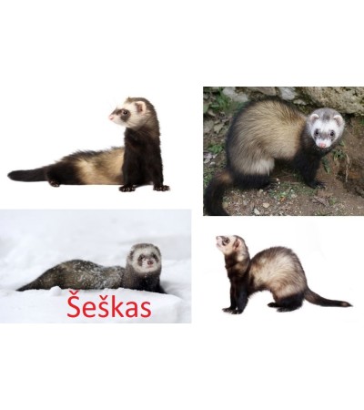 Gyvagaudžiai spąstai audinei, kiaunei, šeškui ir katinui (80x20x27)
