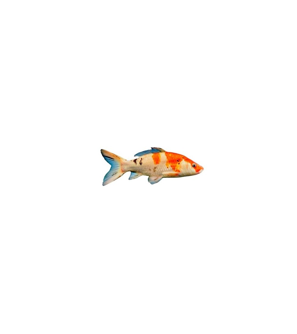 Karpis, 15-30g (KOI), (≈45 vnt./kg) / metinukas