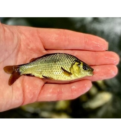 Karpio ir karoso hibridas, 10-25g (≈40 vnt./kg) / metinukas