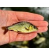 Karpio ir karoso hibridas, 10-25g (≈40 vnt./kg) / metinukas