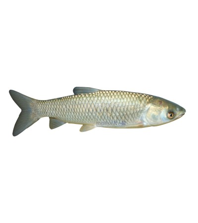 EKO Amūras, 280-350g (baltasis), (≈3 vnt./kg) / dvimetis / LT-EKO-001