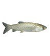 EKO Amūras, 280-350g (baltasis), (≈3 vnt./kg) / dvimetis / LT-EKO-001