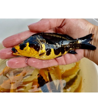 Karpis, 15-30g (KOI), (≈45 vnt./kg) / metinukas