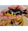 Karpis, 15-30g (KOI), (≈45 vnt./kg) / metinukas