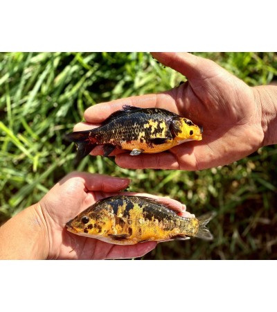 Karpis, 15-30g (KOI), (≈45 vnt./kg) / metinukas