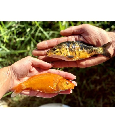 Karpis, 15-30g (KOI), (≈45 vnt./kg) / metinukas