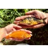 Karpis, 15-30g (KOI), (≈45 vnt./kg) / metinukas