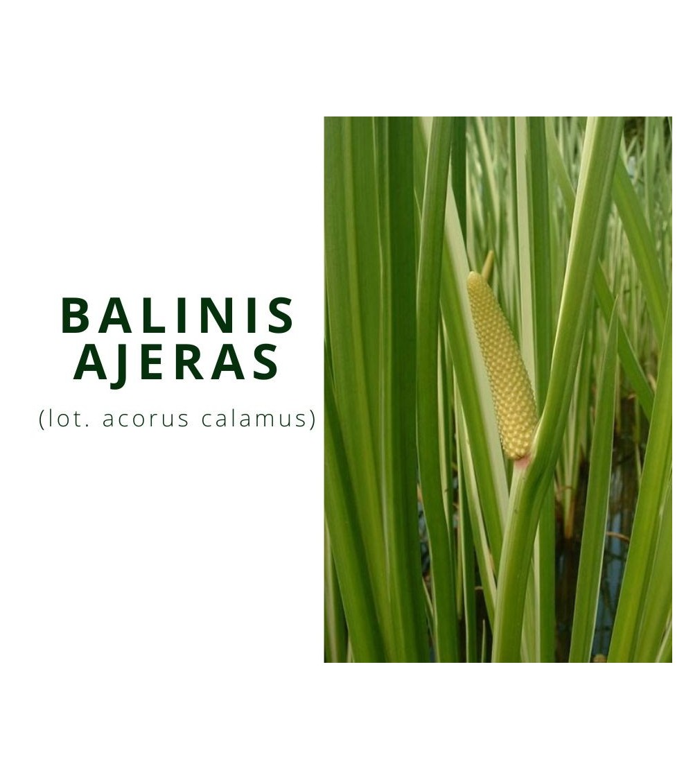 Balinis ajeras (Acorus Calamus)
