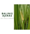 Balinis ajeras (Acorus Calamus)