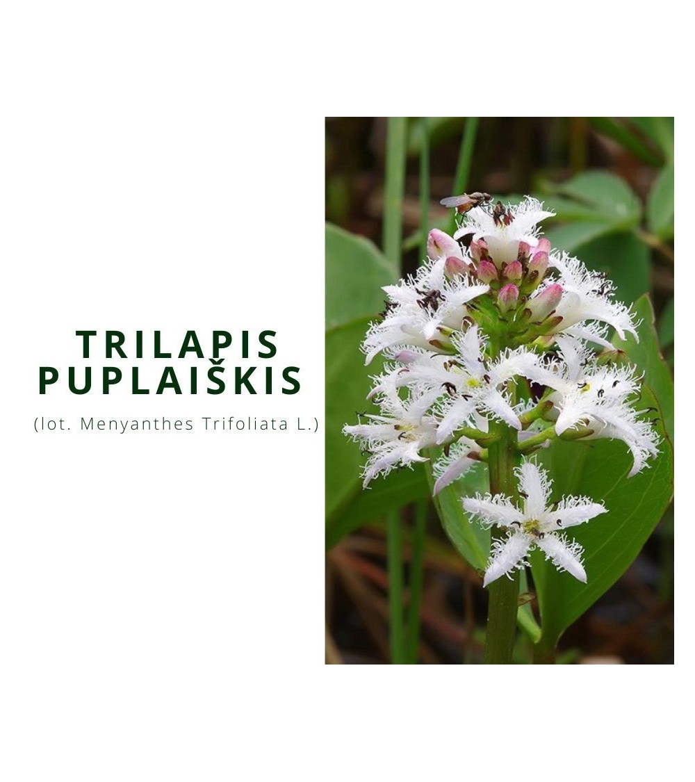 Trilapis Puplaiškis (Menyanthes Trifoliata)
