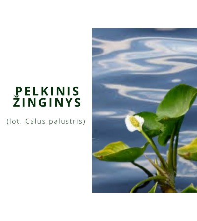 Žinginys (Calla Palustris)