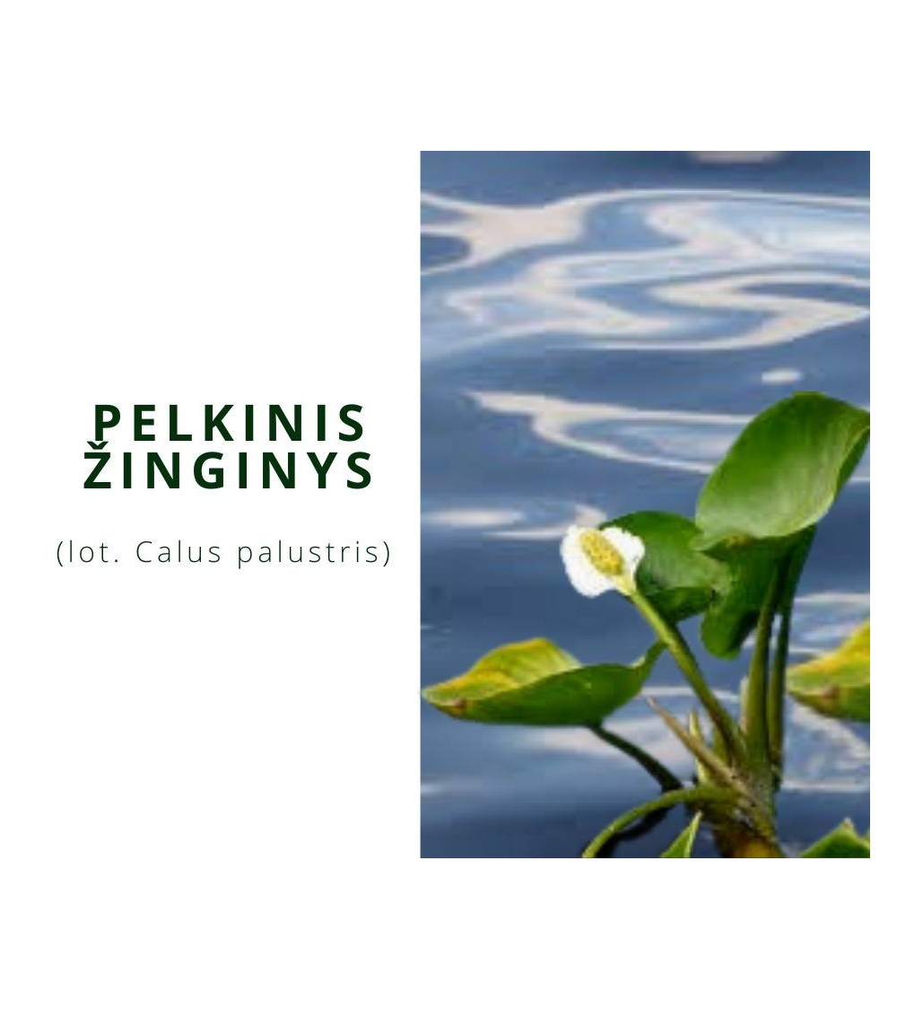 Žinginys (Calla Palustris)