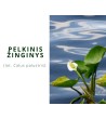 Žinginys (Calla Palustris)
