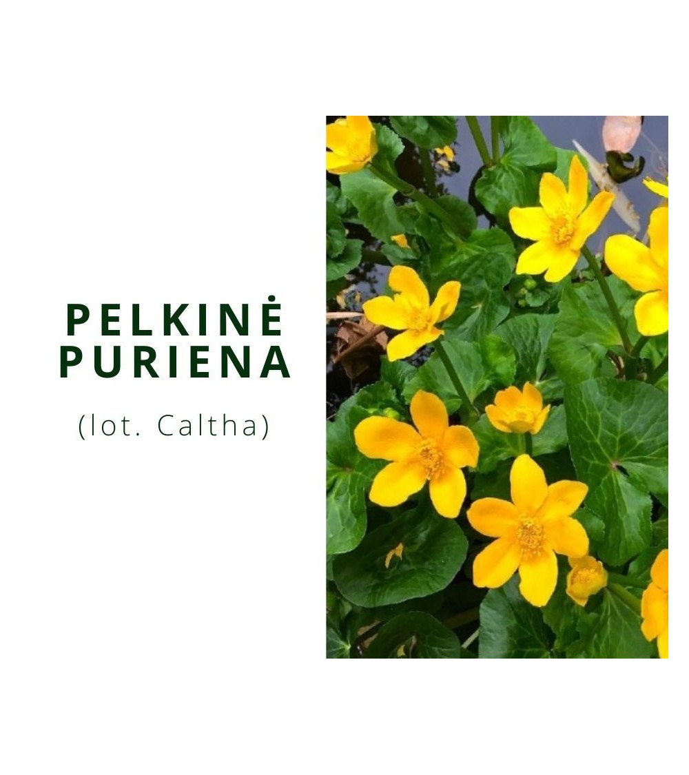 Pelkinė puriena (Caltha Palustris)