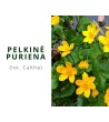 Pelkinė puriena (Caltha Palustris)