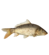 EKO Karpis, 20-40g (mix.: veidrodinis ir žvynuotas), (≈30 vnt./kg) / metinukas / LT-EKO-001