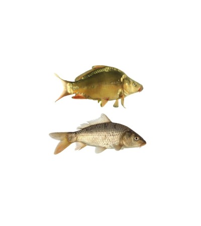 EKO Karpis, 20-40g (mix.: veidrodinis ir žvynuotas), (≈30 vnt./kg) / metinukas / LT-EKO-001