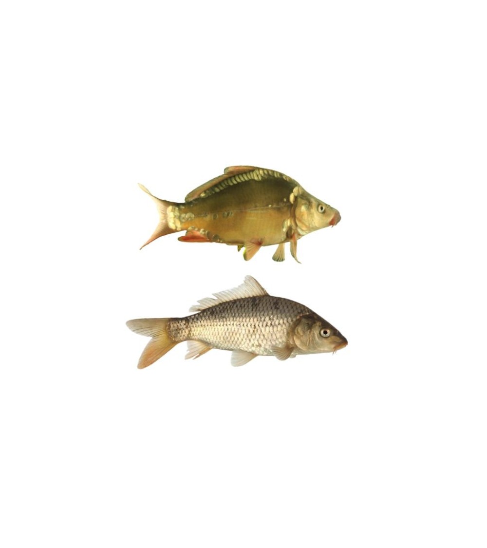 EKO Karpis, 20-40g (mix.: veidrodinis ir žvynuotas), (≈30 vnt./kg) / metinukas / LT-EKO-001