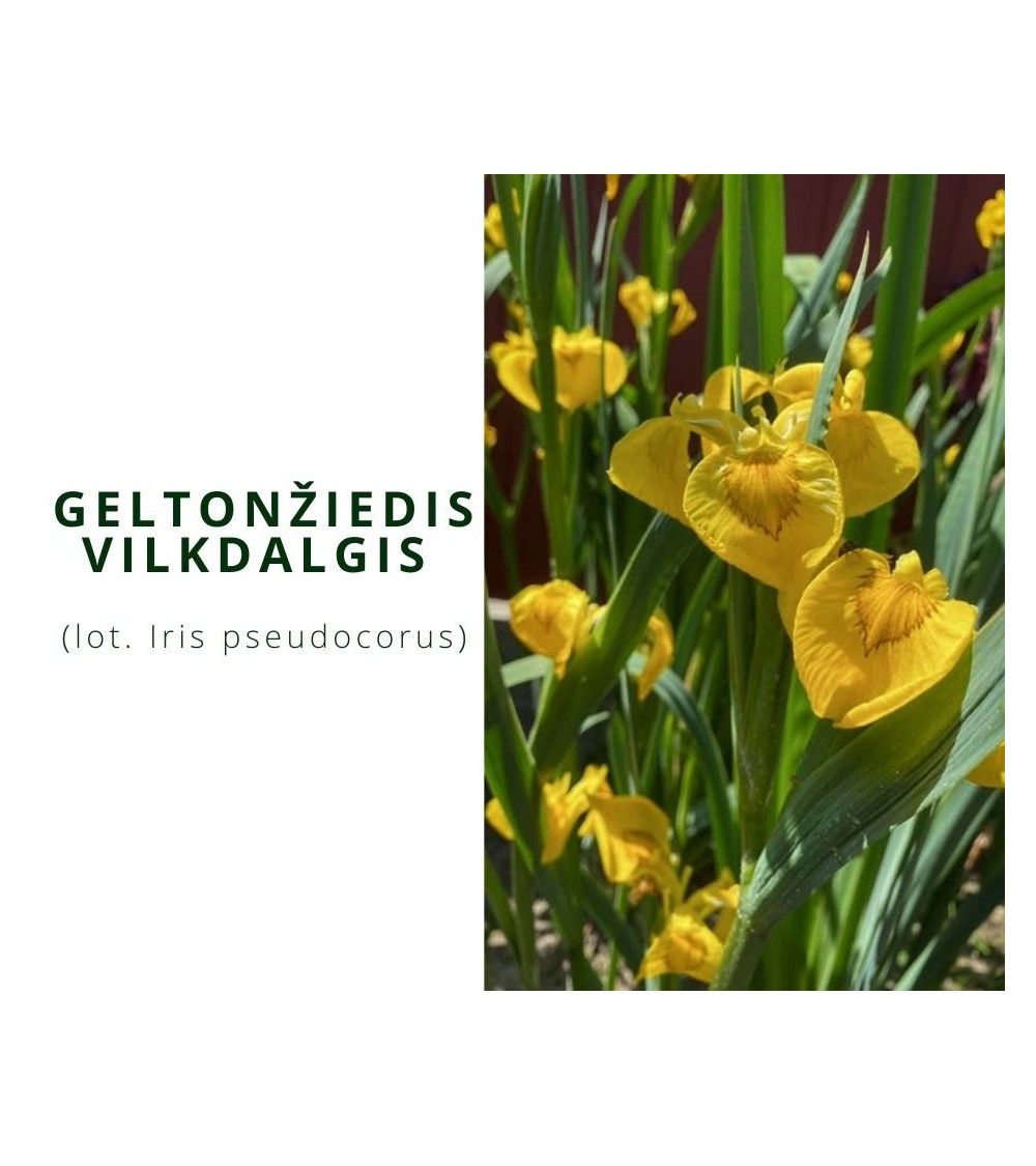 Geltonziedis vilkdalgis (Iris pseudocorus)