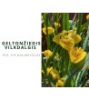 Geltonziedis vilkdalgis (Iris pseudocorus)