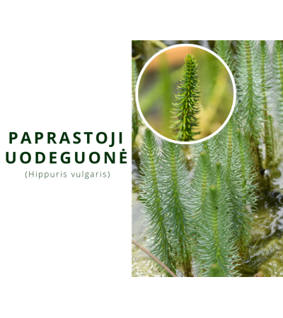 Paprastoji uodeguonė (Hippuris vulgaris)