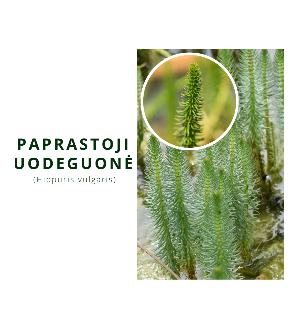 Paprastoji uodeguonė (Hippuris vulgaris)