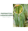 Paprastoji uodeguonė (Hippuris vulgaris)