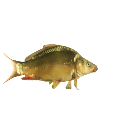 EKO Karpis, 20-40g (veidrodinis), (≈30 vnt./kg) / metinukas / LT-EKO-001