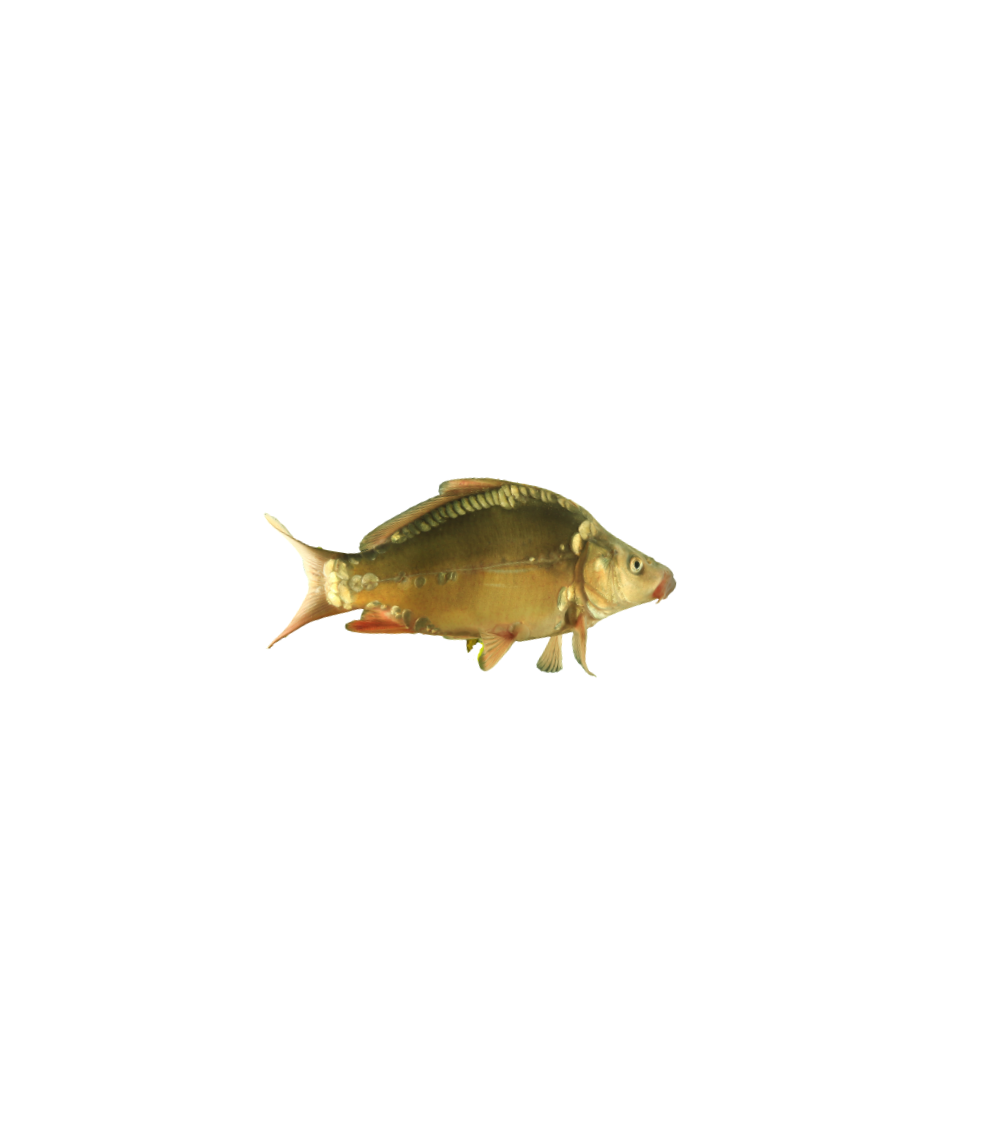 EKO Karpis, 20-40g (veidrodinis), (≈30 vnt./kg) / metinukas / LT-EKO-001