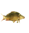 EKO Karpis, 20-40g (veidrodinis), (≈30 vnt./kg) / metinukas / LT-EKO-001
