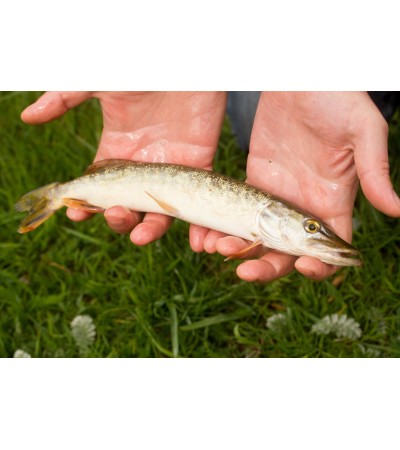 EKO Lydeka, 50-100g  / metinukas / LT-EKO-001