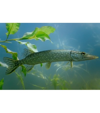 EKO Lydeka, 50-100g  / metinukas / LT-EKO-001