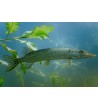 EKO Lydeka, 50-100g  / metinukas / LT-EKO-001