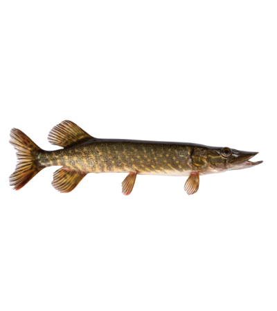 EKO Lydeka, 50-100g  / metinukas / LT-EKO-001