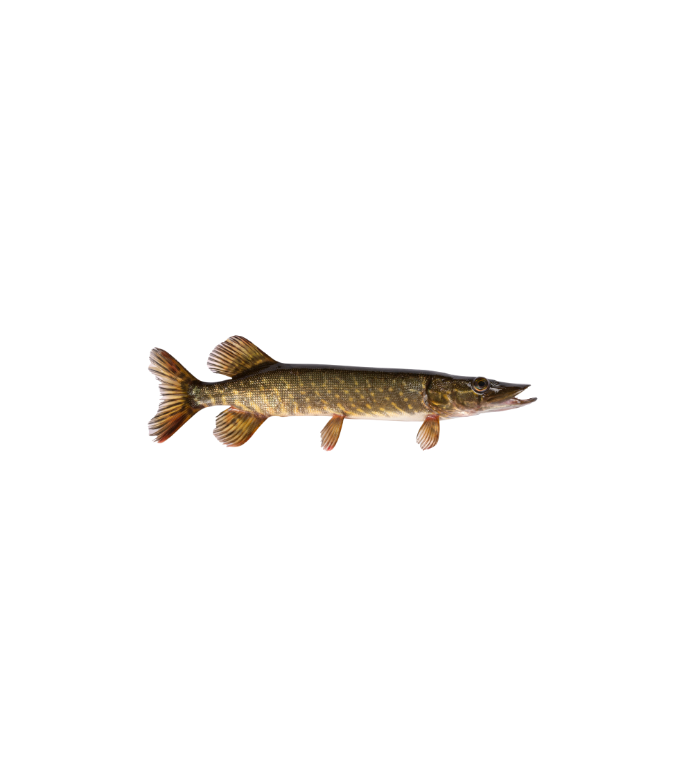 EKO Lydeka, 50-100g  / metinukas / LT-EKO-001