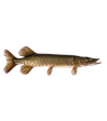 EKO Lydeka, 50-100g  / metinukas / LT-EKO-001