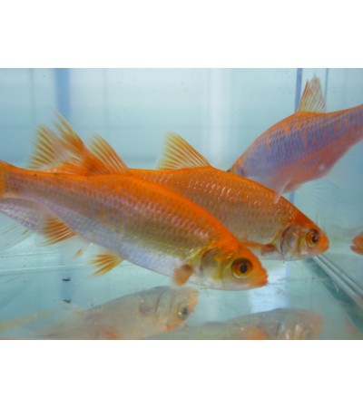 Orfa, 9-15 cm (≈15-30g) (auksinė) / įvairiaamžiai