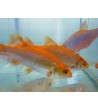 Orfa, 9-15 cm (≈15-30g) (auksinė) / įvairiaamžiai